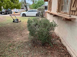 Bush Trimming by Gustavo Sandoval for Robert K. in Phoenix, AZ