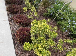 Weeding by Hanif Ibn King for Jason W. in Winter Haven, FL