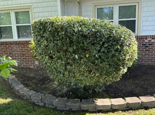 Bush Trimming by Steven Moreira for Joetta L. in Virginia Beach, VA