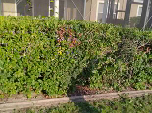 Bush Trimming by Robert Nelams for Meagan W. in Clermont, FL