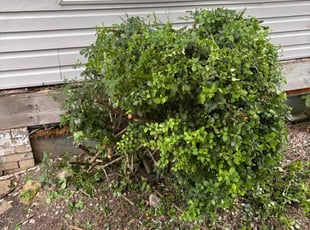 Bush Trimming by David Rasulov for Gidget W. in Pittsburgh, PA