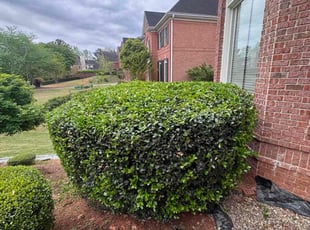 Bush Trimming by William Perez for Xiao X. in Alpharetta, GA