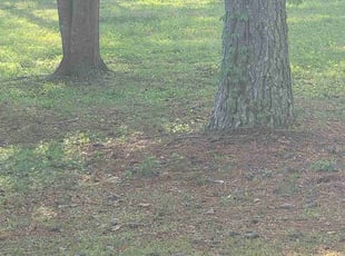 Cleanups by tracy garrison for Randolf P. in Newnan, GA