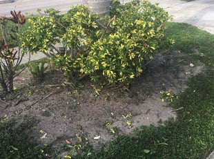 Bush Trimming by Dewante Deas for Jade G. in Deerfield Beach, FL