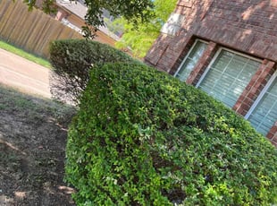 Bush Trimming by Marcos Aguilar for Jeanell I. in Glenn Heights, TX