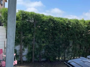 Bush Trimming by William Mendoza for Christine C. in Los Angeles, CA