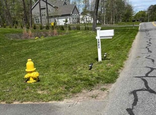 Ben A.'s Lawn Mowing service result