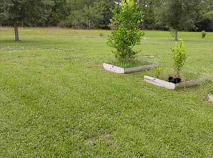 Haritha T.'s Lawn Mowing service result