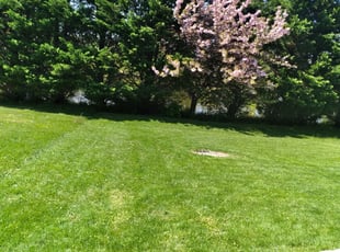 Dennis F.'s Lawn Maintenance service result