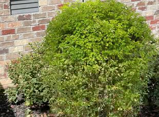 Bush Trimming by Daniel Burse for Brittany U. in Hapeville, GA