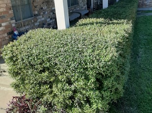 Bush Trimming by Gary Joy for Ravi S. in Hurst, TX