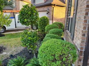 Bush Trimming by Briana Rivera for Deborah S. in Richmond, TX