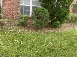 Bush Trimming by Oleydis Gomez for Jessie M. in Nashville, TN