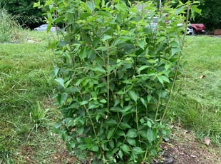 Bush Trimming by Theo Mobley for morrella H. in Washington, DC