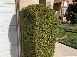 Bush Trimming by Mario Monje for Jeffrey F. in Murrieta, CA