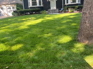 Heather S.'s Yard Cutting service result