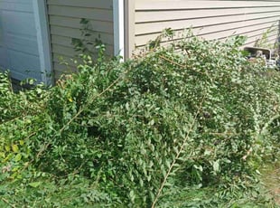 Bush Trimming by Abigial Klar for Charlene T. in Minneapolis, MN