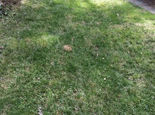 Bush Trimming by J P for Stephanie W. in Hendersonville, NC