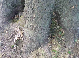 Cleanups by Laura Olivares for Michael C. in Overland Park, KS
