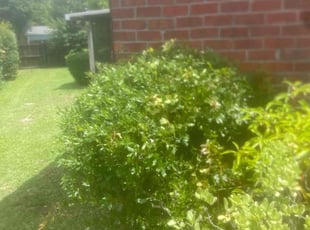 Bush Trimming by Kenneth Rome for Larry W. in Pensacola, FL
