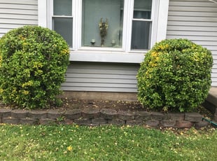 Bush Trimming by Joseph McCarthy for Julio O. in Pennsauken Township, NJ