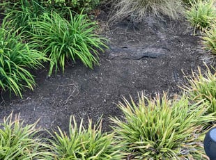 Weeding by Willie Mullins for Amber G. in Chesapeake, VA