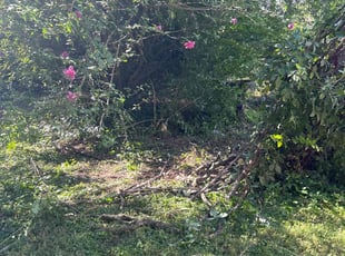 Andrew D.'s Cleanups service result