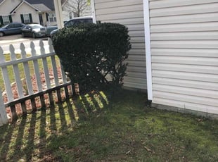 Bush Trimming by Micah Stewart for Tracey D. in Gastonia, NC