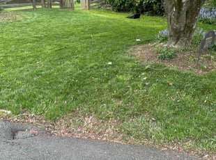 Khara N.'s Grass Cutting service result