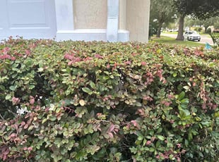 Bush Trimming by Markee Washington for Angela M. in Jacksonville, FL
