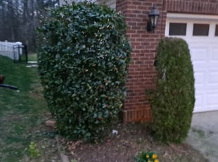 Bush Trimming by Roberto Carrasco for Ashton L. in Charlotte, NC