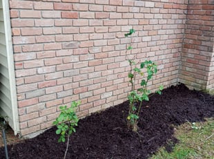 Mulching by Gregory Lewis for Lakeisha H. in Baton Rouge, LA