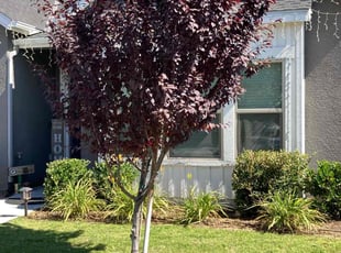 Cleanups by Alex Rodriguez for Jacob P. in Fresno, CA