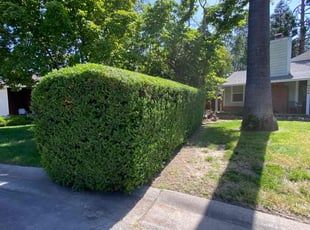 Bush Trimming by Uriel Aldrete for Matthew M. in Sacramento, CA