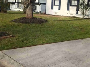 Charlene N.'s Lawn Mowing service result