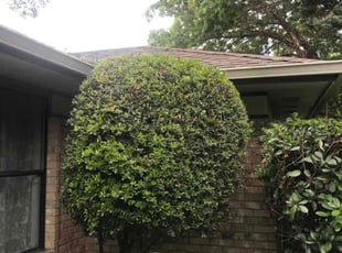 Bush Trimming by Juan Uribe for Allison J. in Cedar Hill, TX