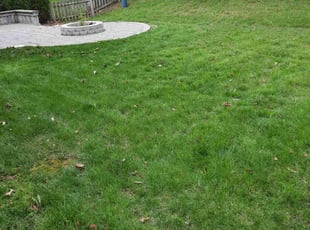 Sue S.'s Lawn Care service result