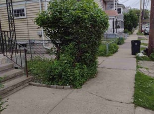 Bush Trimming by Matthew Spinelli for Bennie D. in West Haven, CT