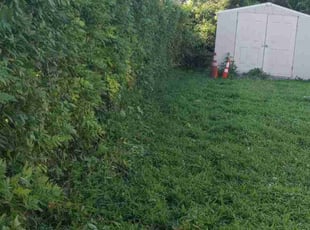 Bush Trimming by Debbie Carper for Chandler J. in Virginia Beach, VA
