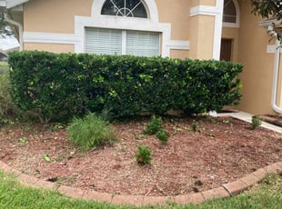 Bush Trimming by Kristian Bergman for Glenn M. in Orlando, FL