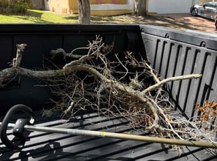 Leaf Removal by Nick Collette for Justin M. in Safety Harbor, FL