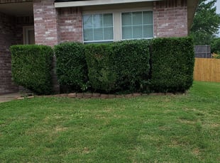 Bush Trimming by Jonathan Alvarado for Laquisha L. in Mesquite, TX
