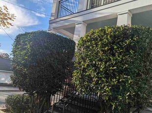 Bush Trimming by Jake Harr for Vanessa K. in Greenville, SC