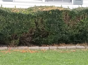 Bush Trimming by Marvin White for Willie h. in Norfolk, VA