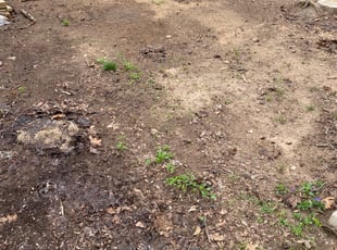 Leaf Removal by Jim Cooper for Susan R. in Asheville, NC