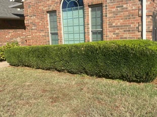 Bush Trimming by Jessie Revilla Sanchez for Mark L. in Oklahoma City, OK