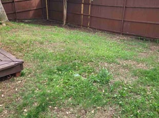 Leaf Removal by Salvador Gonzalez for Jaideep S. in Flower Mound, TX