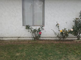Weeding by Mark Anthony Gutierrez for Elainne S. in Cerritos, CA