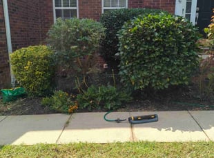 Bush Trimming by Ismael Galvez for Marco H. in Charlotte, NC