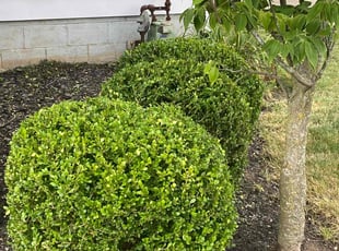 Bush Trimming by Tefel Rivera for Judy S. in Brook Park, OH